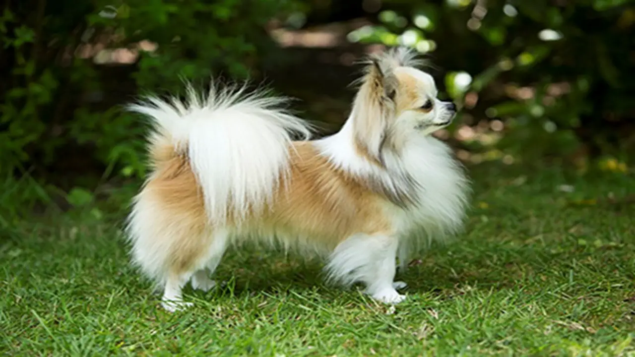 At A Glance Of Long-Haired-Chihuahua