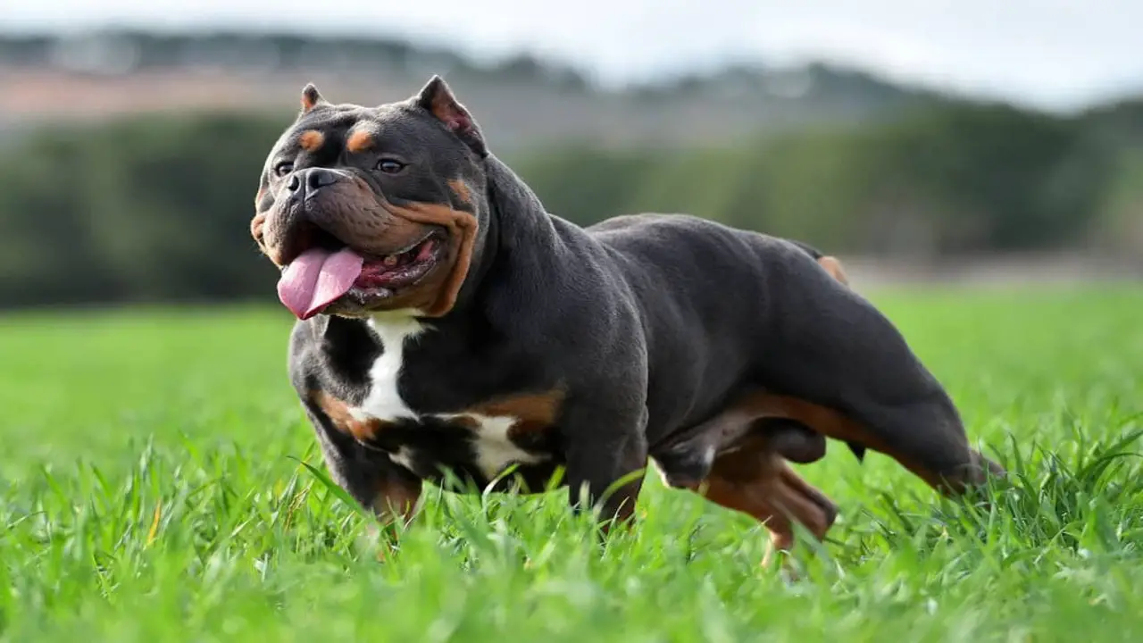 At A Glance Of Meet The-American Bully