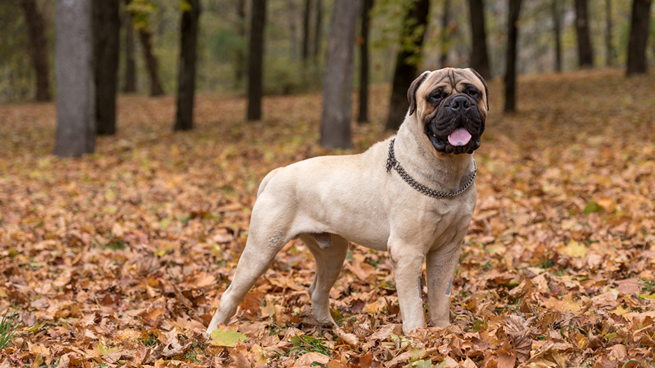 At a Glance of Bullmastiff-Guard Dog