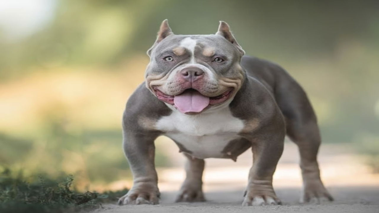 Bad Side Of Meet The American-Bully 