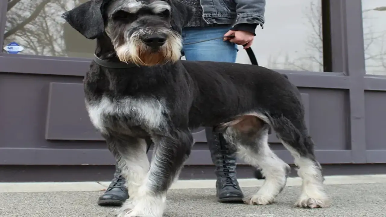 Black And Silver Giant Schnauzer Overview - At A Glance