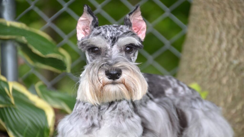 Blue Merle Mini Schnauzer: Follow This Guideline