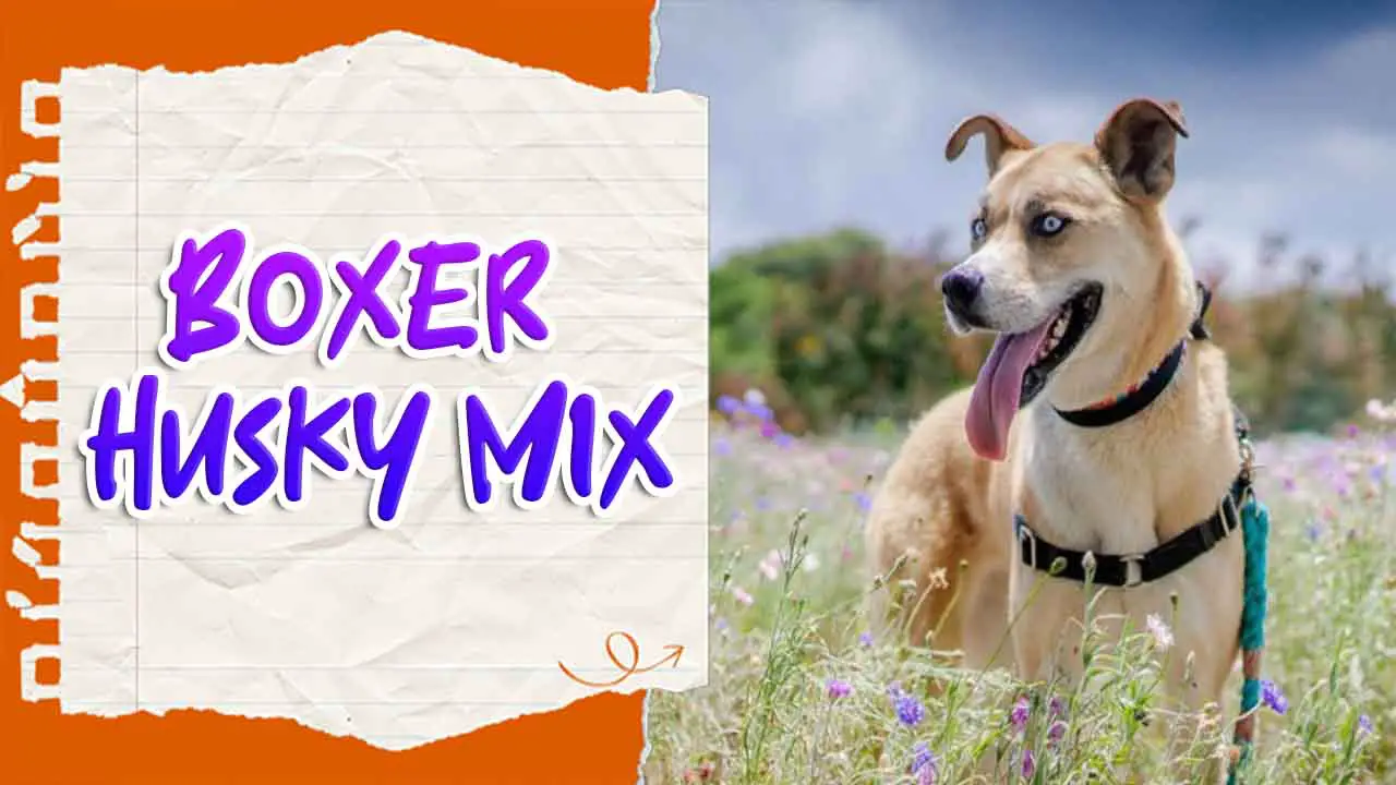 Boxer Husky Mix