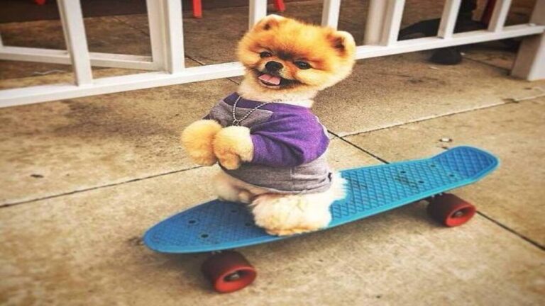 Meet Jiffpom: A Guide To This Unique Breed