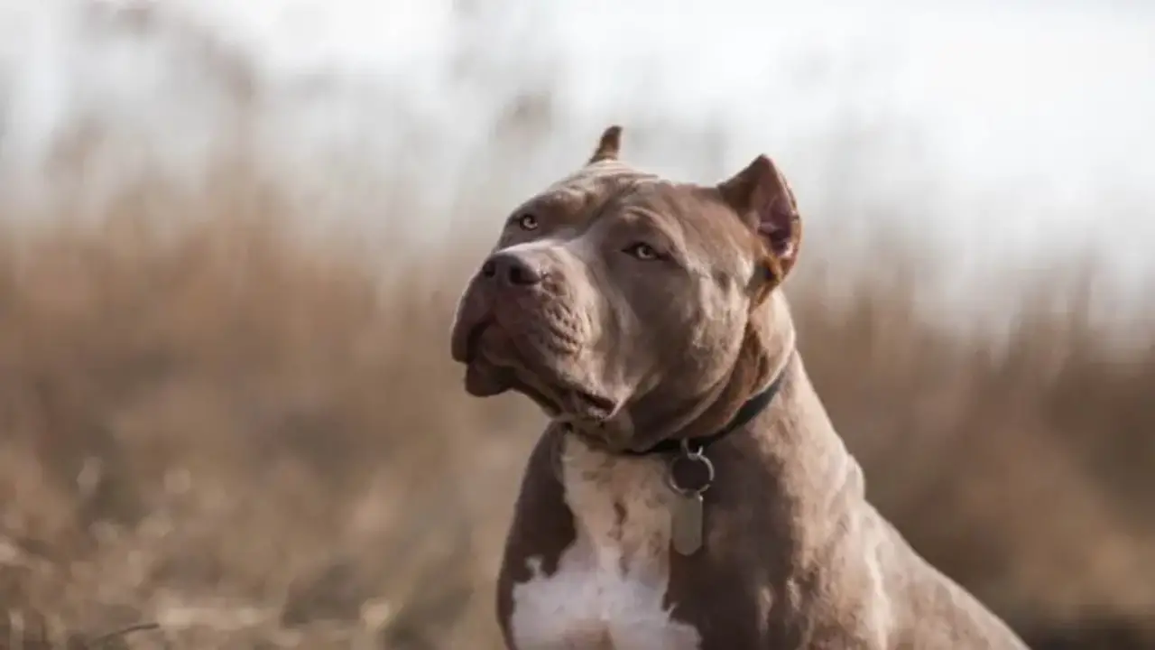 Breeds Characteristics Of Meet The American Bully