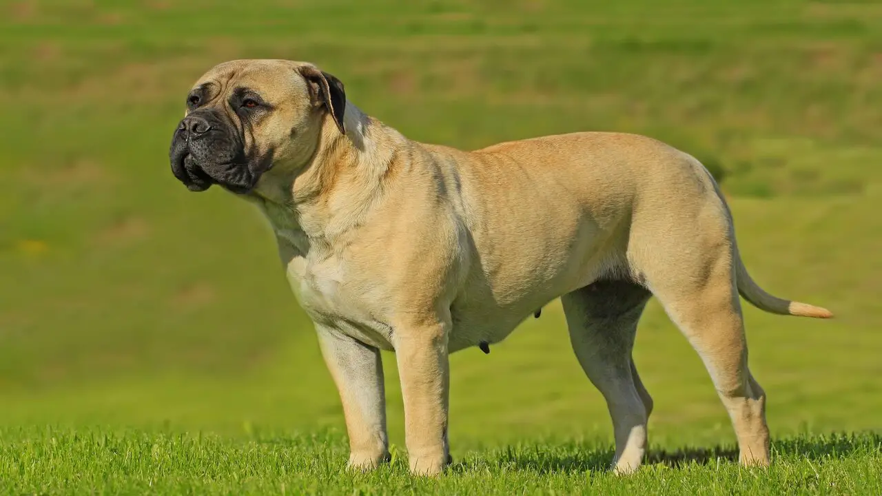 Breeds Characteristics Of The Bullmastiff-Guard Dog