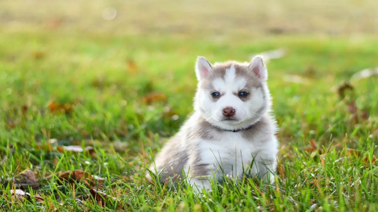 Breeds Characteristics Of Yorkie Husky Mix