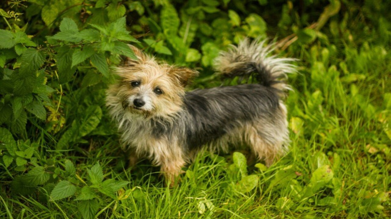 Breeds Characteristics Of Yorkie Jack Russell Mix