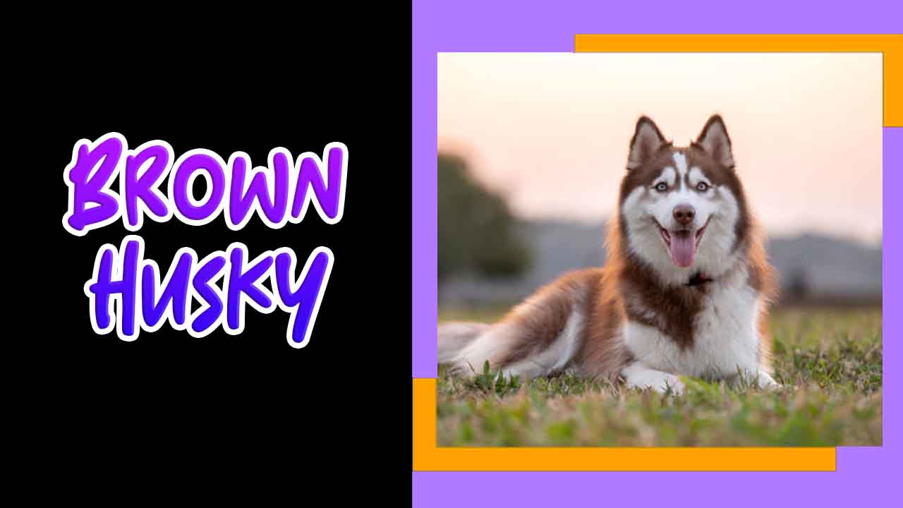 Brown Husky