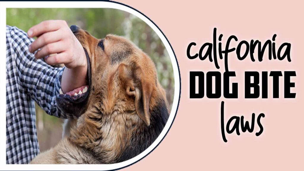 California Dog Bite Laws When Is The Owner Responsible?