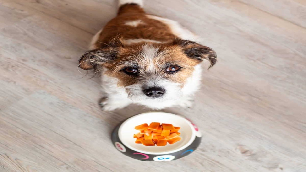 Can I Feed My Dog Rambutan? Benefit And Risk