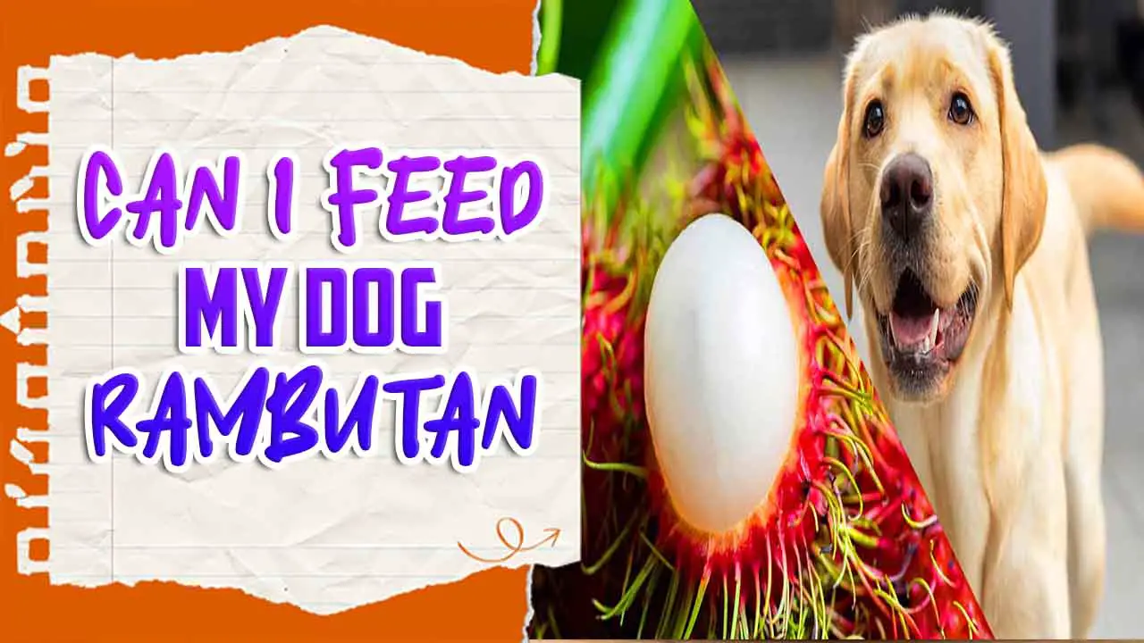 Can I Feed My Dog Rambutan? A Guide For Dog Owners