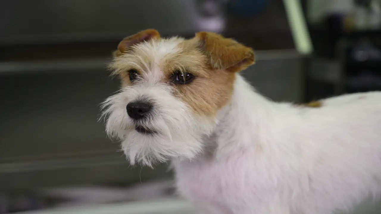 Caring For A Long-Haired Jack Russell Puppy