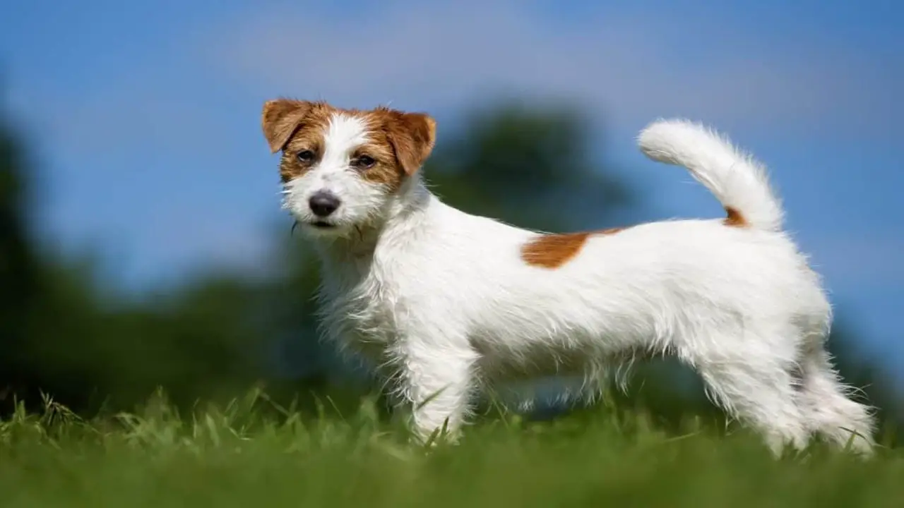 Characteristics And Care Of Long-Haired Jack Russell Terriers