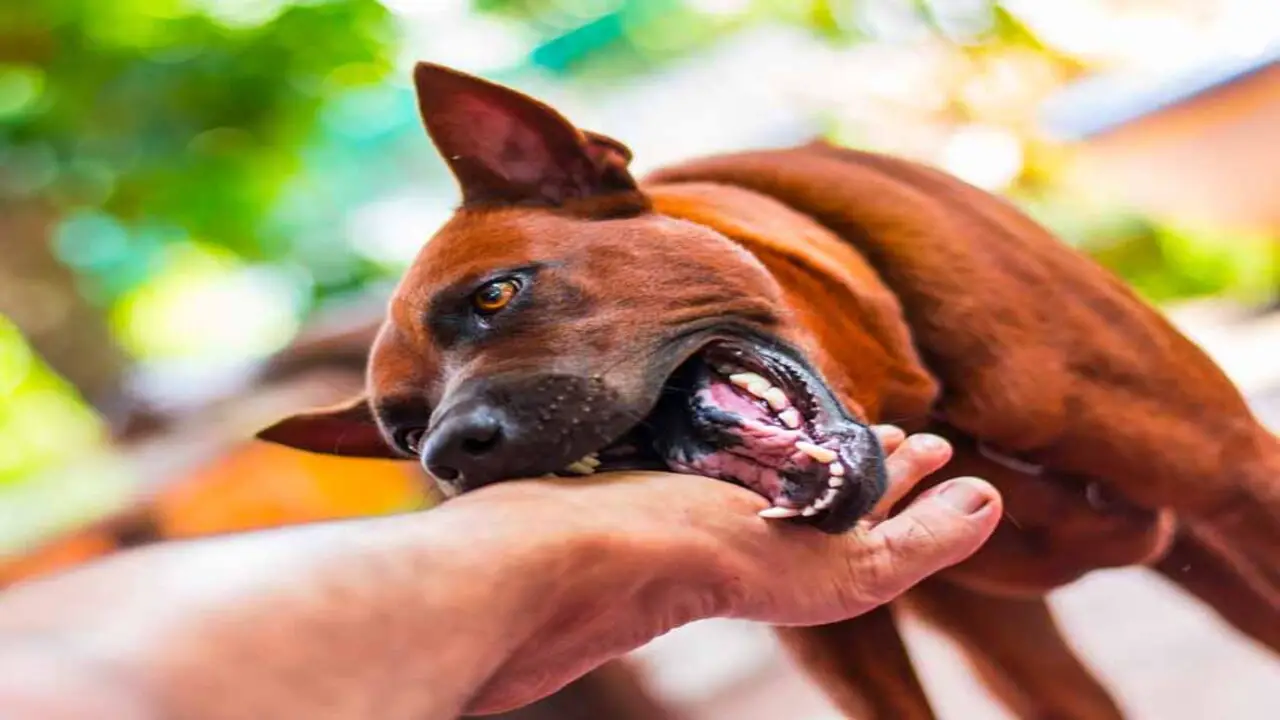 Compensation For Dog Bites Under California Dog Bite Law