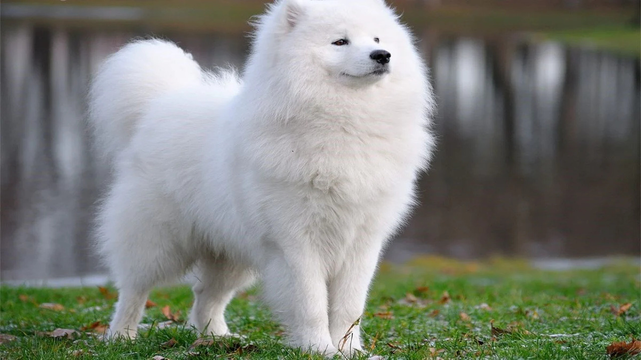 Consultation With An Allergist Or Veterinarian Before Getting A Samoyed