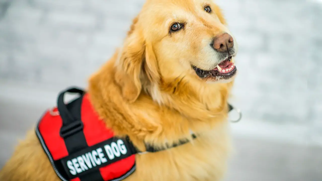 Definition And Classification Of Service Dogs