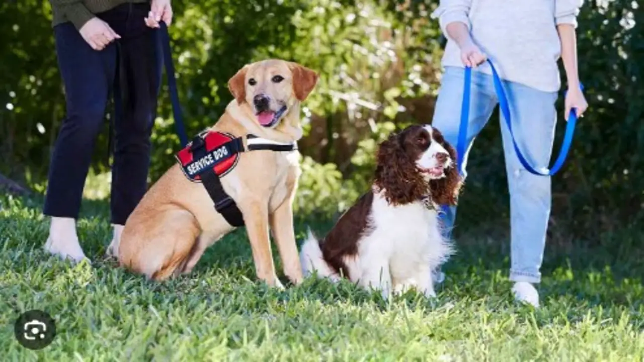 Difference Between Emotional Support Animals And Service Animals In Vermont