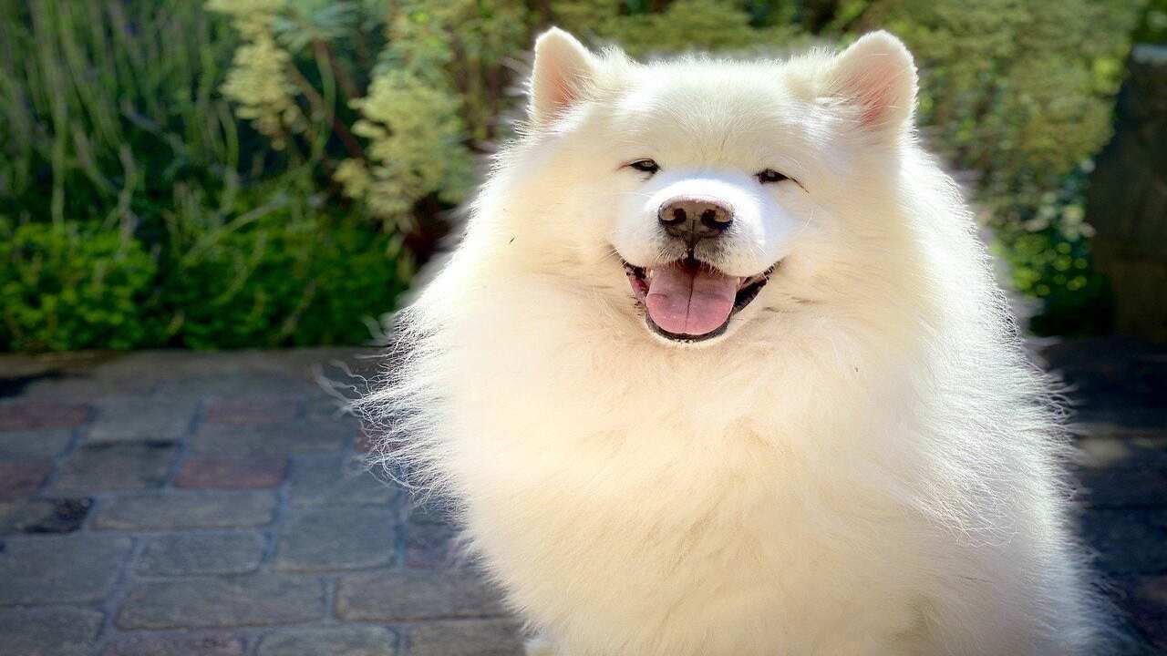 Factors That Affect Hypoallergenic In Samoyeds