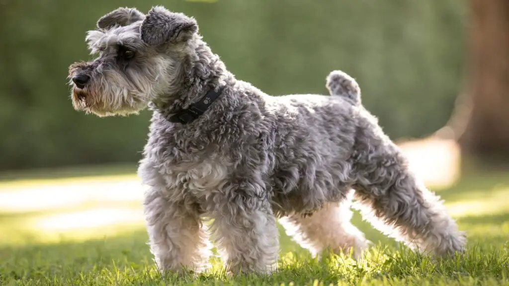 Female Miniature Schnauzer: Dog Breed Characteristics & Care