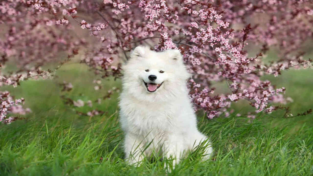 Grooming And Maintenance For Hypoallergenic Samoyeds
