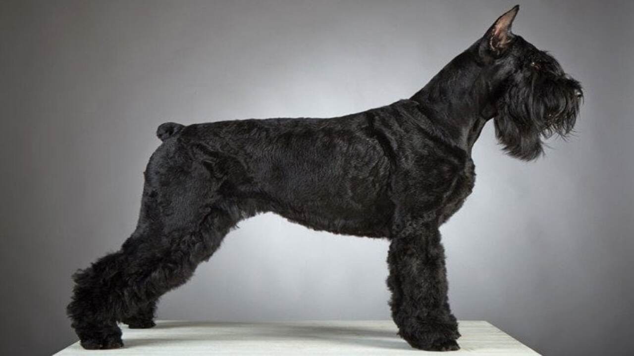 How Much Does A Black & Silver Giant Schnauzer Puppy Cost
