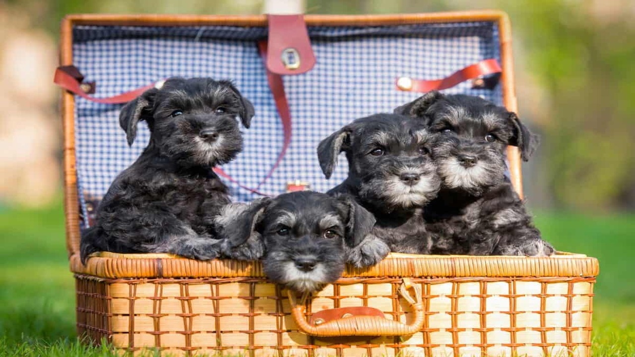 How Much Does A Casablanca Miniature Schnauzer Cost