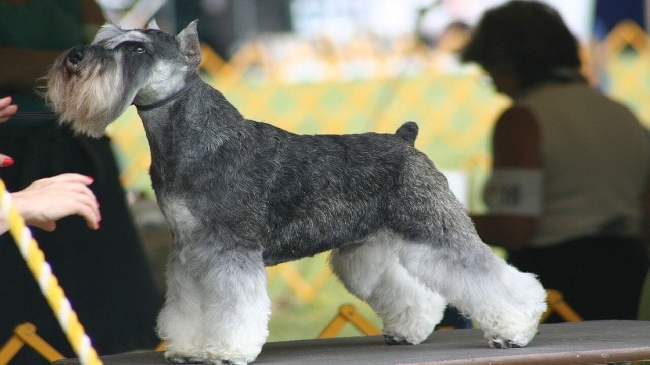 How Much Does A DW-Miniature Schnauzers Cost