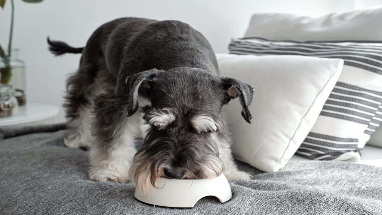 How Much To Feed A Dw-Miniature Schnauzers