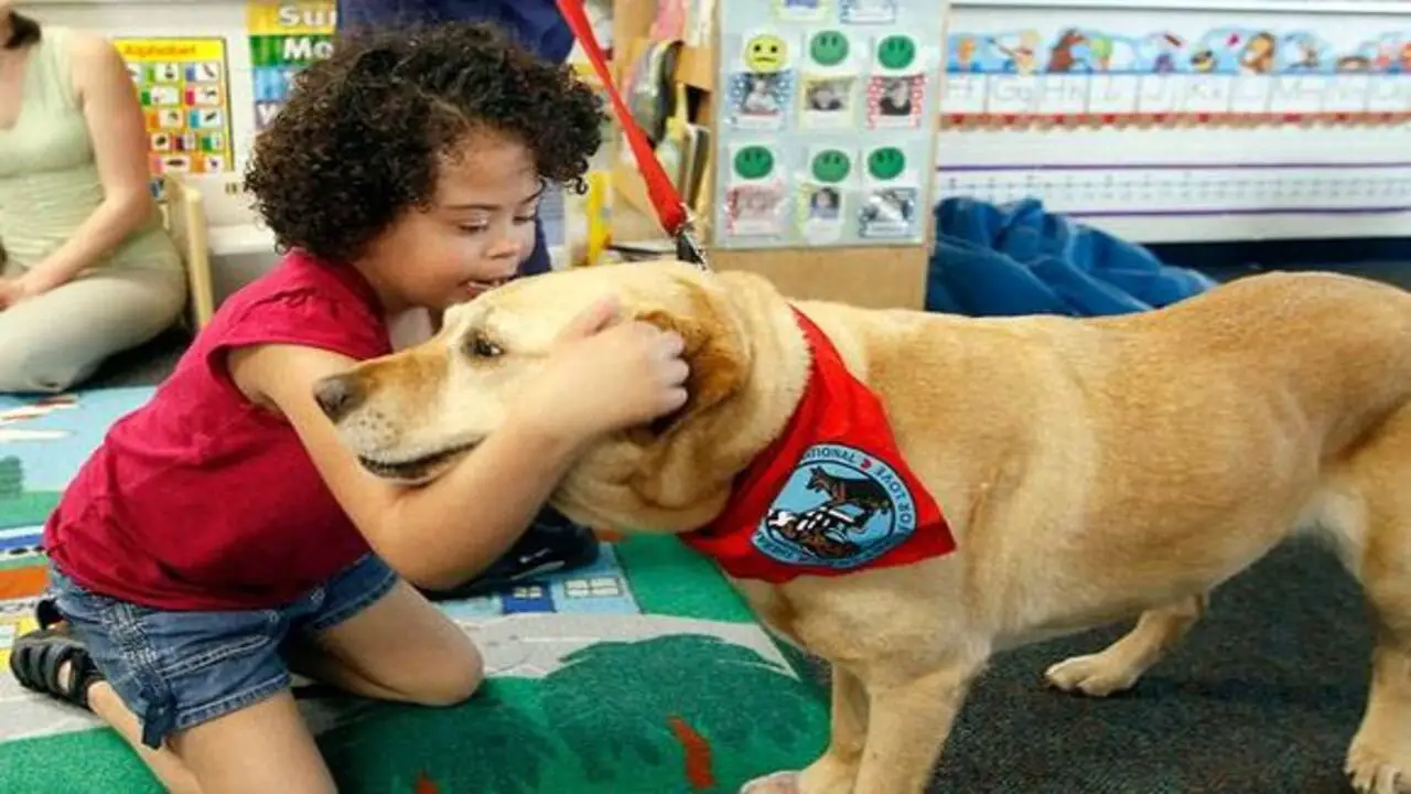 How Service Dogs Can Help Manage Sensory Overload