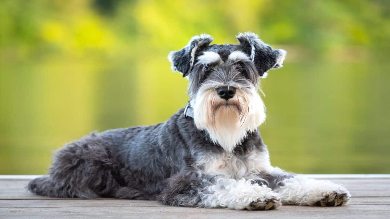 How To Adopt Mega-Coat Schnauzer