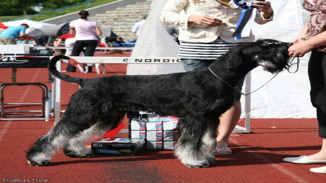 How To Maintain The Black & Silver Giant Schnauzer