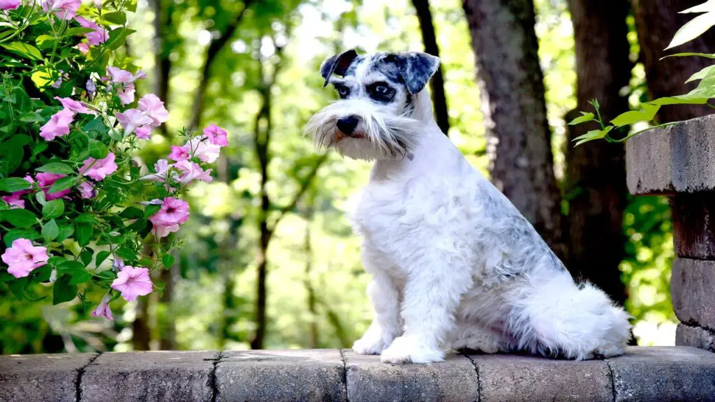 Blue Merle Mini Schnauzer: Follow This Guideline