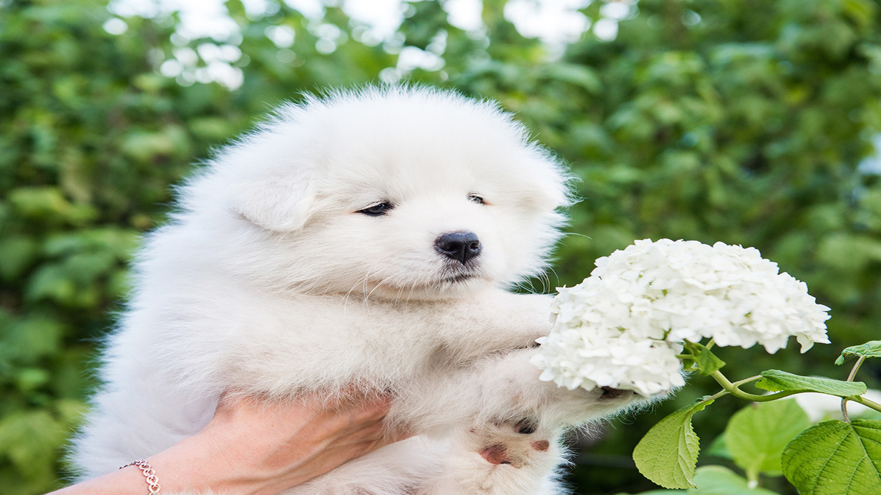 Identifying The Reasons Why Are Samoyeds Hypoallergenic
