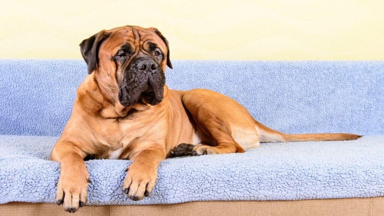 Is A Bullmastiff Right For You Family