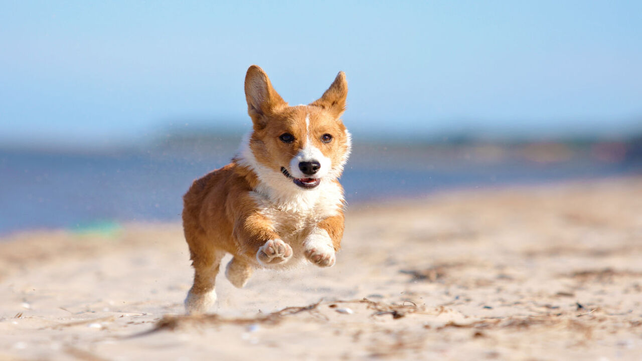 Living With A Corgi: Tips For Allergy Sufferers