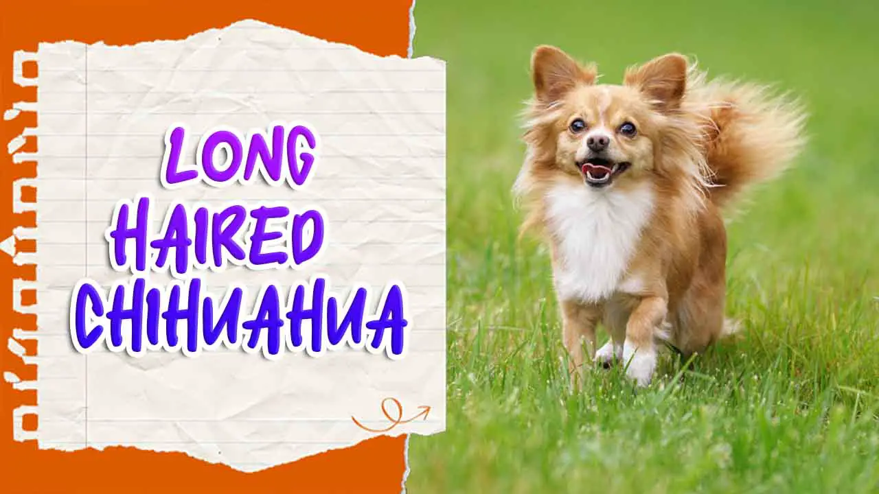Long-Haired Chihuahua