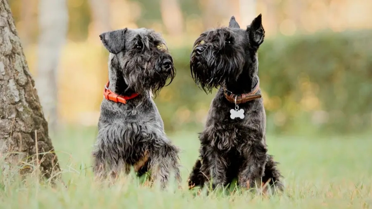 Mega-Coat Schnauzer Characteristics