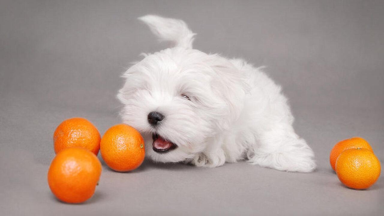 Nutritional Benefits Of Rambutan For Dogs
