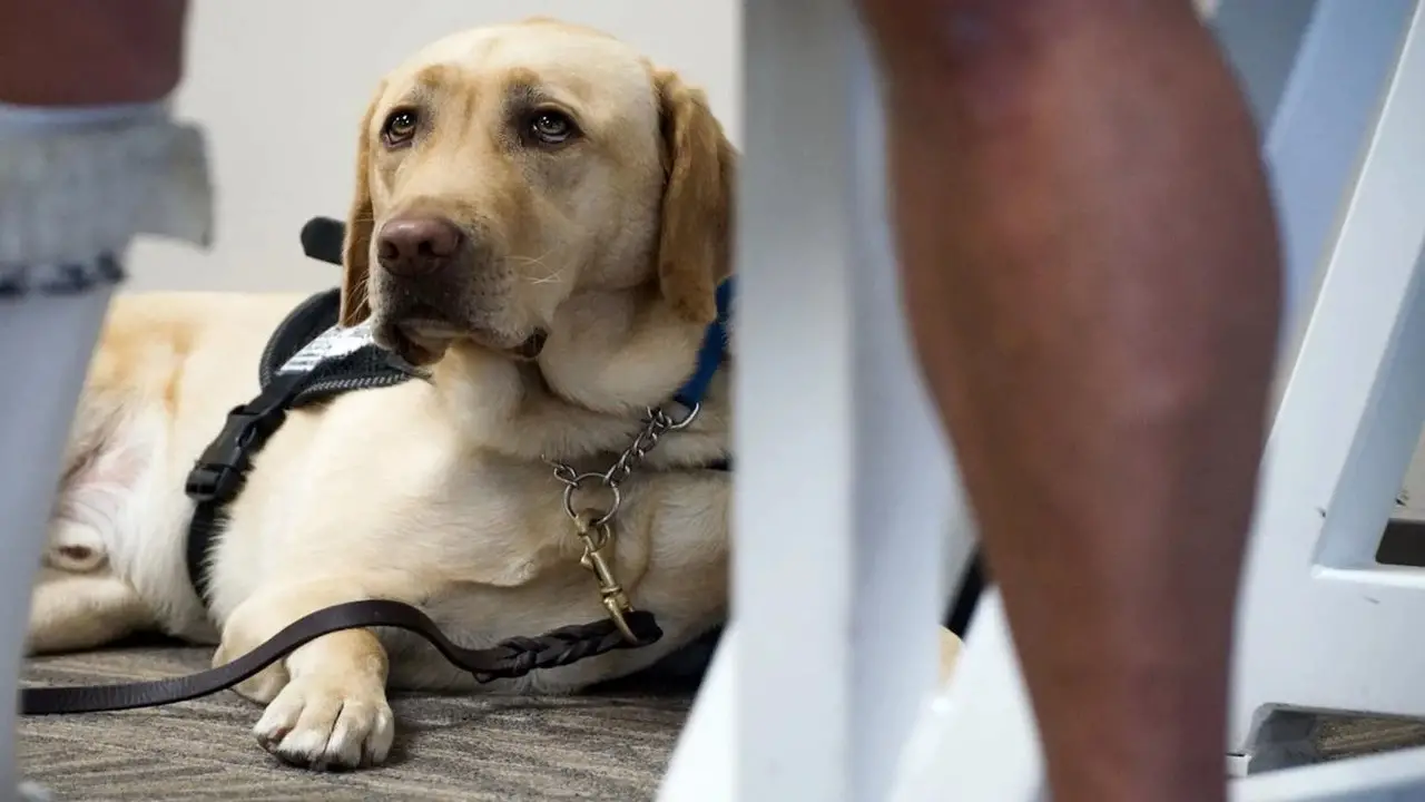Penalties For Interfering With Service Dogs In Arizona