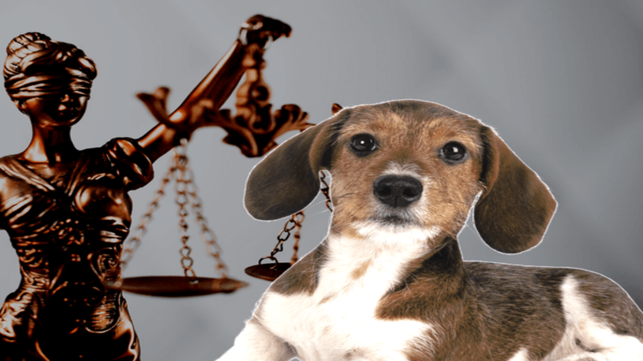Penalties For Non-Compliance With Denver Dog Laws