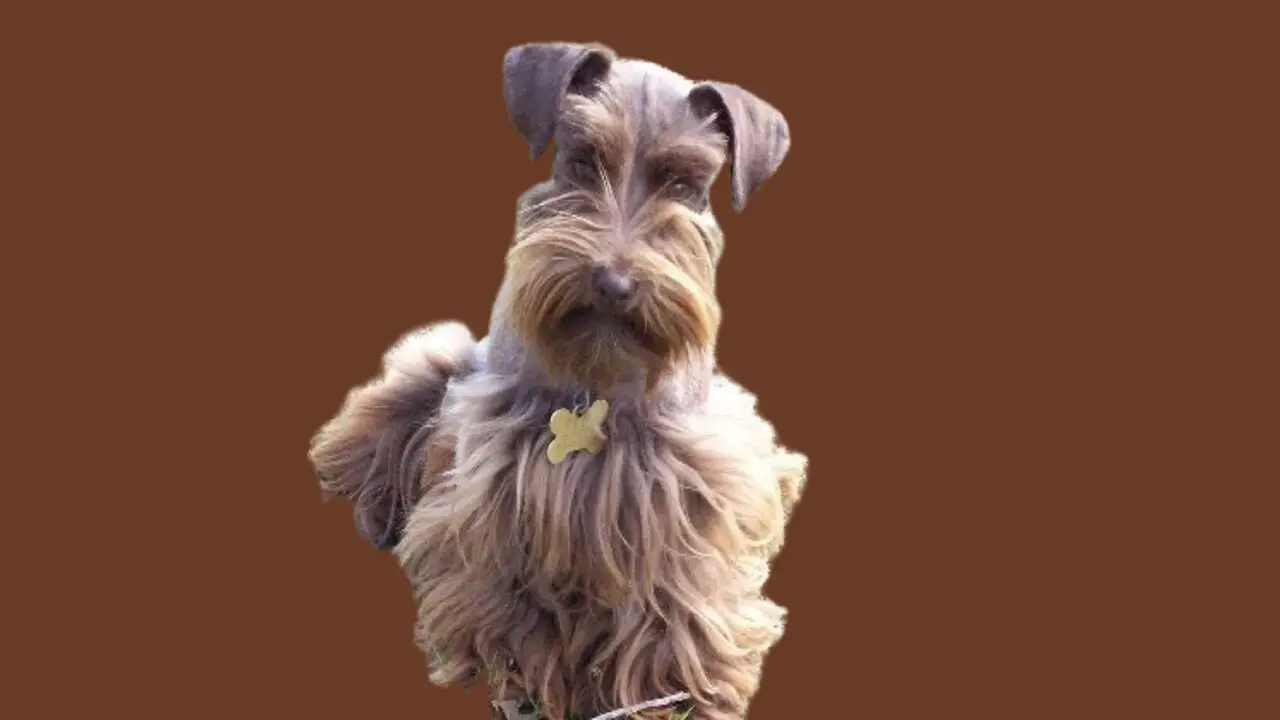 Physical Characteristics Of A Brown Giant-Schnauzer