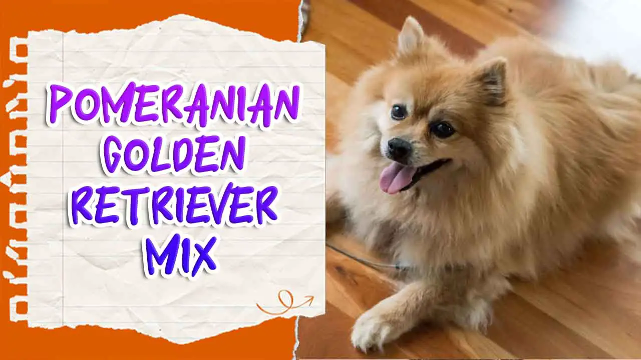Pomeranian Golden Retriever Mix