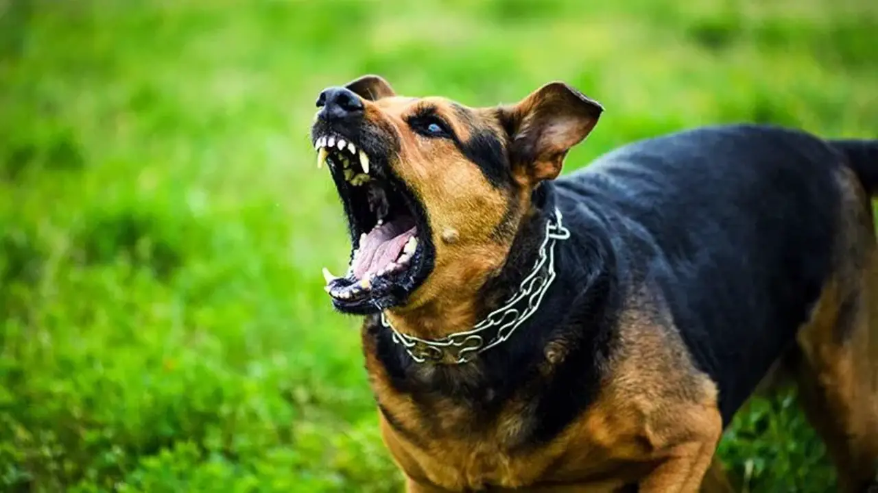 Possible Defenses To Dog Bite Lawsuits In California