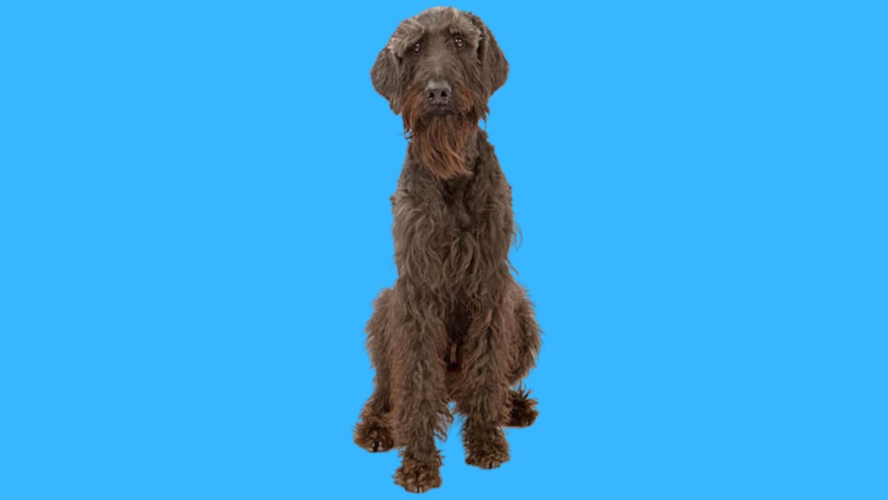 Proper Care And Nutrition For Brown-Giant Schnauzers