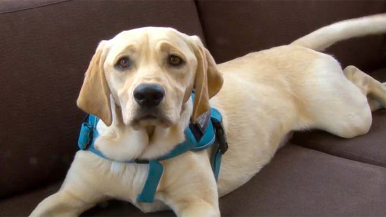 Public Access Rights For Service Dogs In Arizona