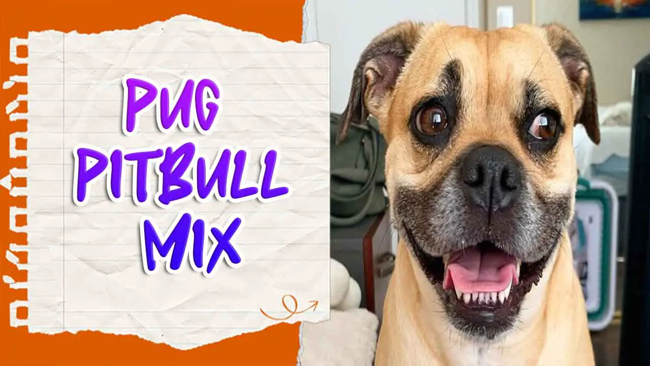 Pug PitBull Mix