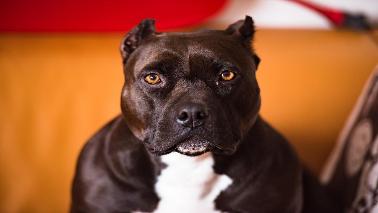 Quick Facts About The Black-Pitbull