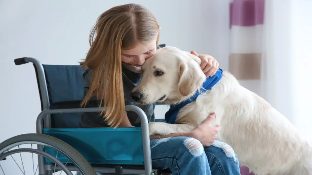 Rights And Protections For Individuals With Disabilities And Their Service Dogs