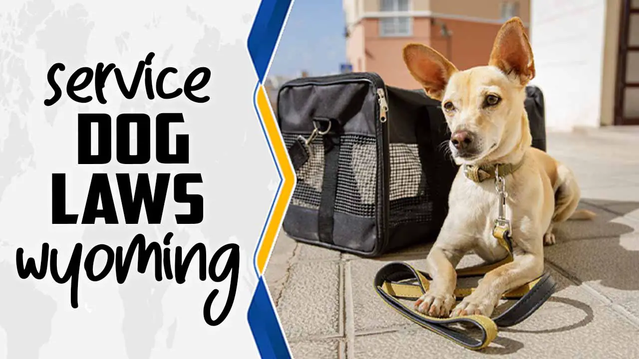Service Dog Laws Wyoming